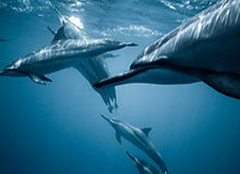 九游体育官网：开启游戏新纪元的入口，成就沉浸式体验